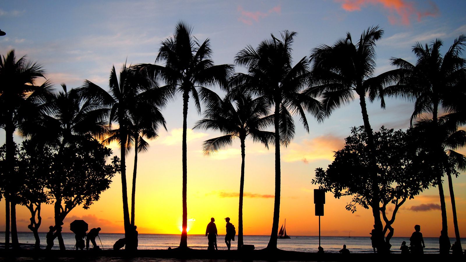 Hawaii sunset and palm trees